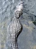 Big Cypress National Preserve, FL