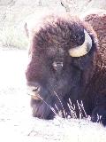 Bison at Theodore Roosevelt National Park, ND